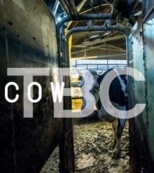 Best Pirce 🛒 Cow (DVD) Andrea Arnold 🥰